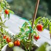 Balkonowa uprawa pomidorów
